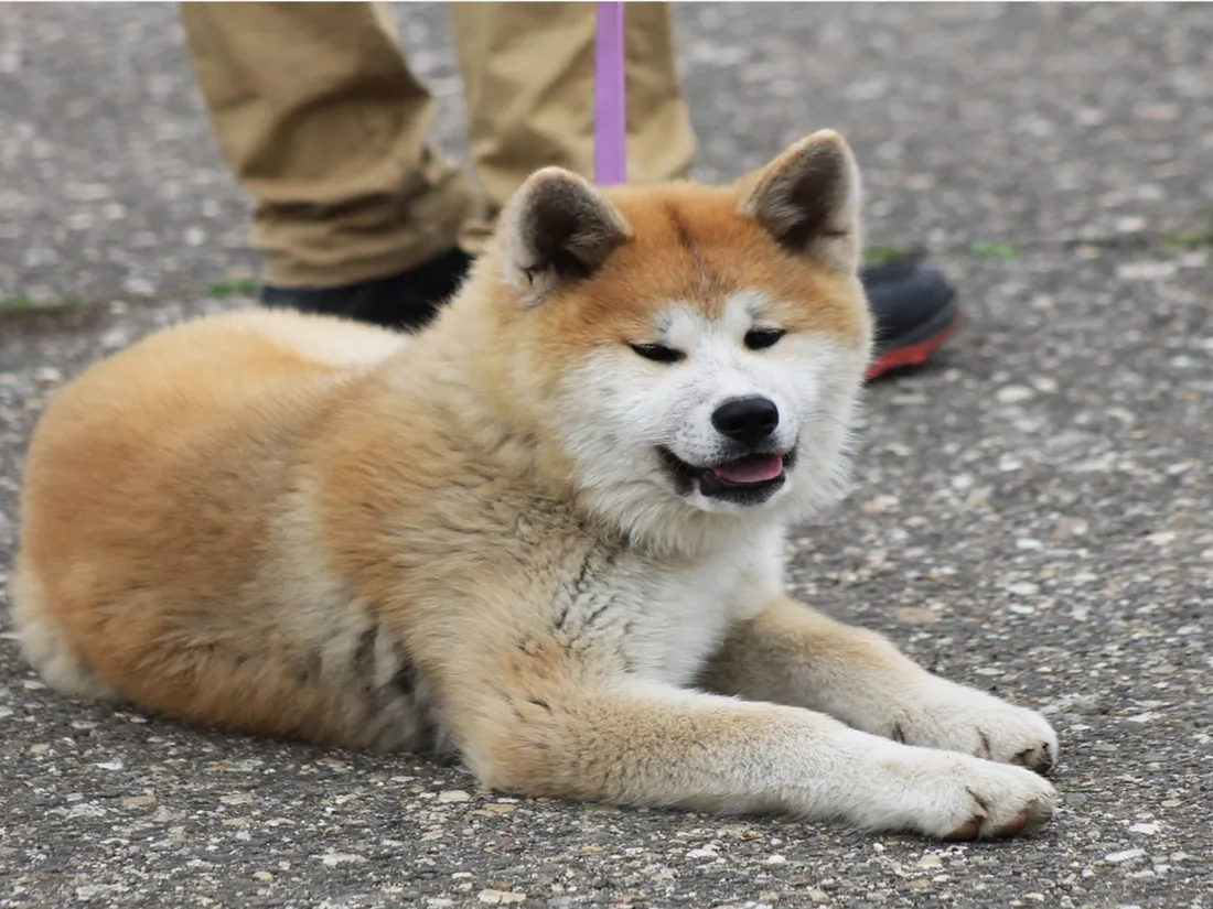 Akita Inu - image d'illustration